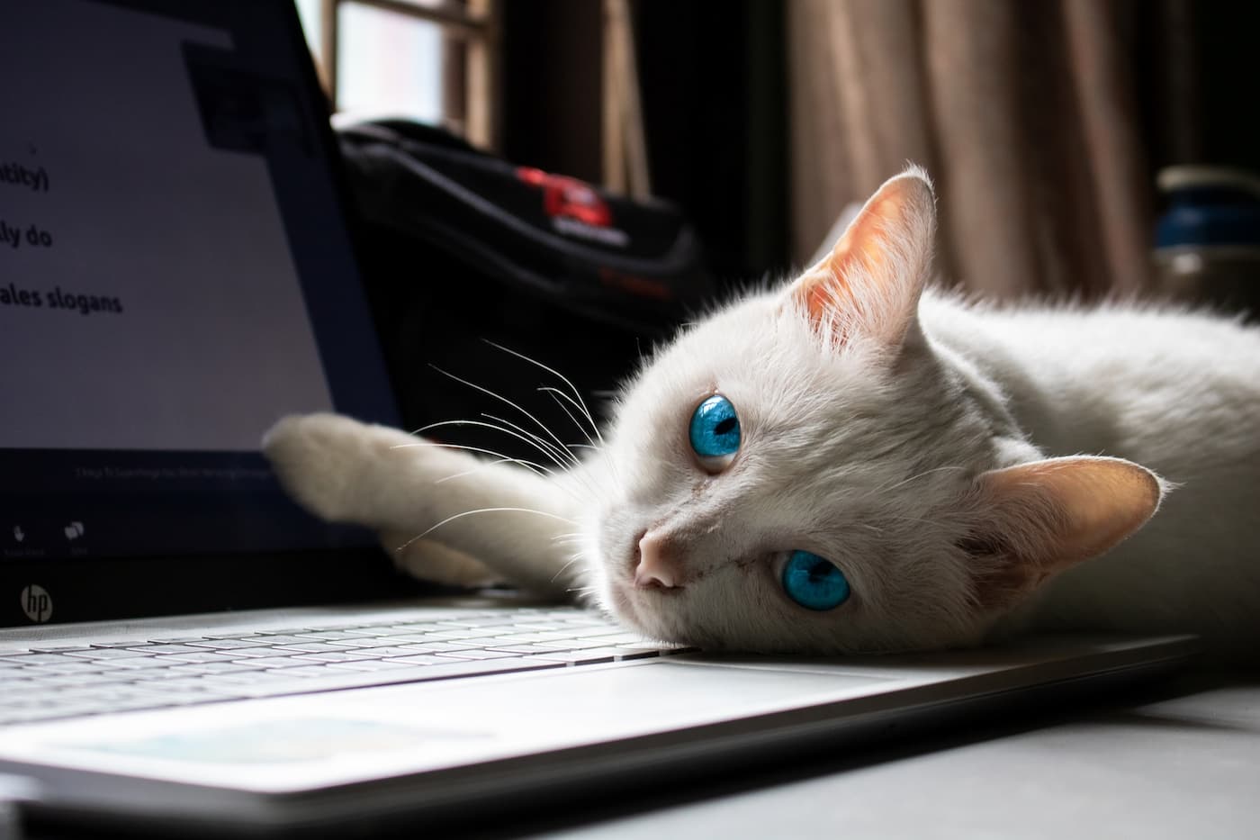Cat lying on a computer